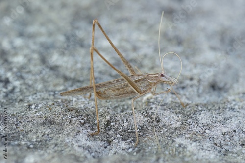 Close up shot of a brown female mediterranean bush cricket, Tylopsis lilifolia, sitting on a stone © Henk