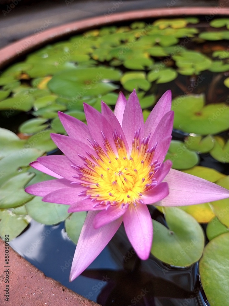 Fototapeta premium pink water lily