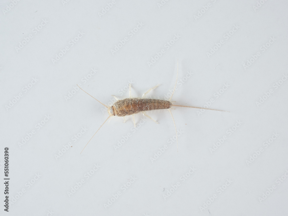 Long tailed Silverfish. Ctenolepisma longicaudata Long tailed Silverfish. Ctenolepisma longicaudata