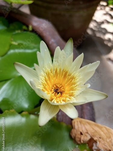 white water lily