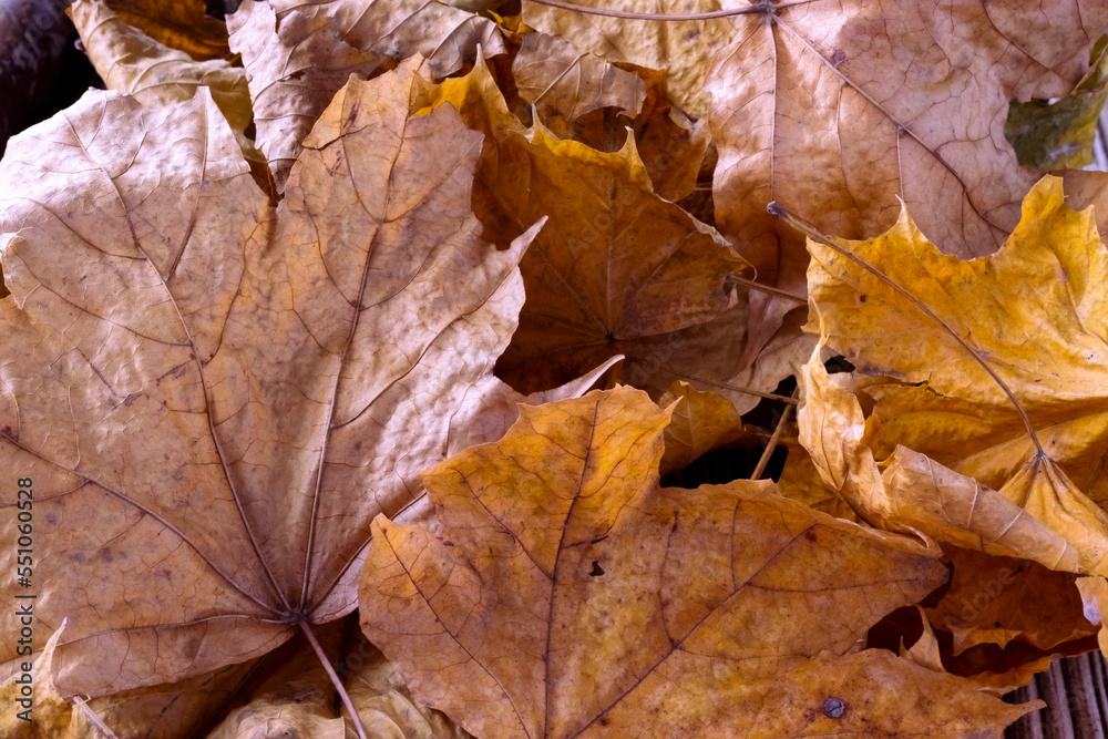 Autumn leaves of different trees lie on a wooden surface.