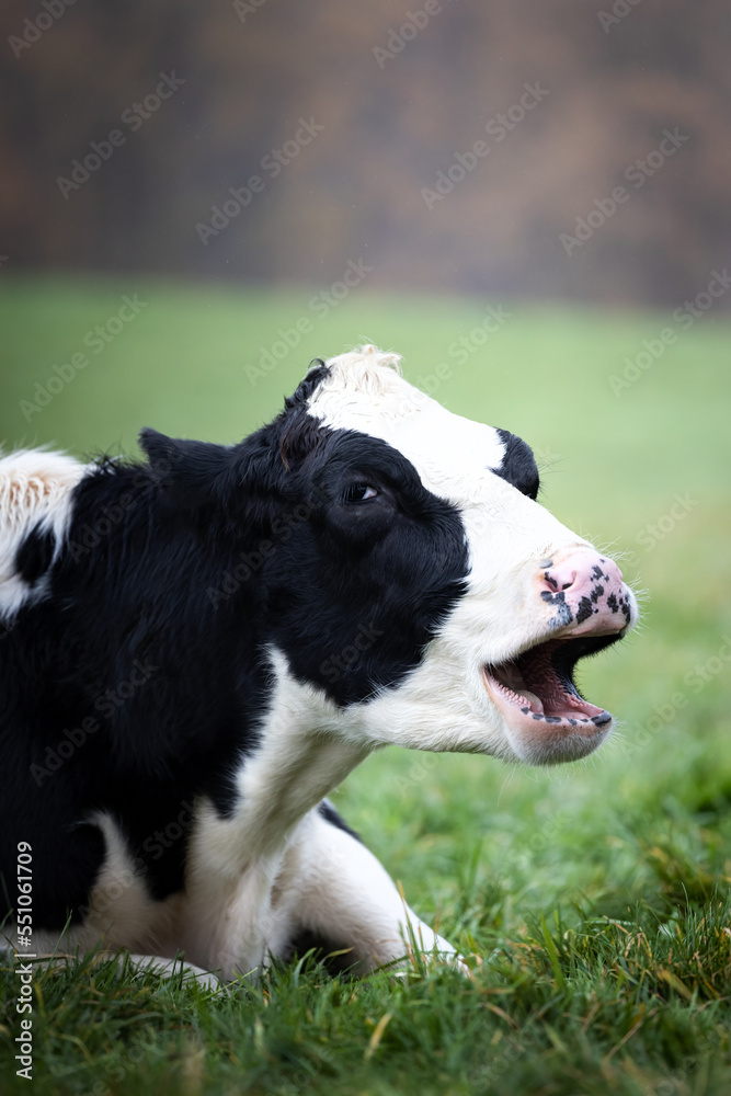 Closeup of a funny black and white cow yaws with open mouth on a field in Germany Closeup of a funny black and white cow yaws with open mouth on a field in Germany
