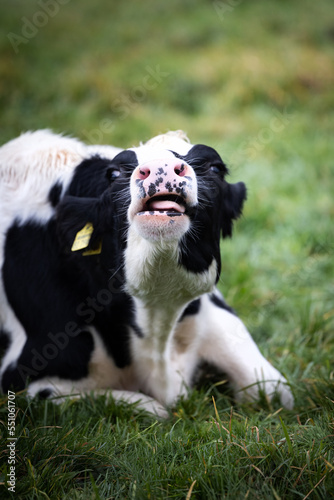 Closeup of a funny black and white cow laying on green grass sticking out her tongue in Germany
