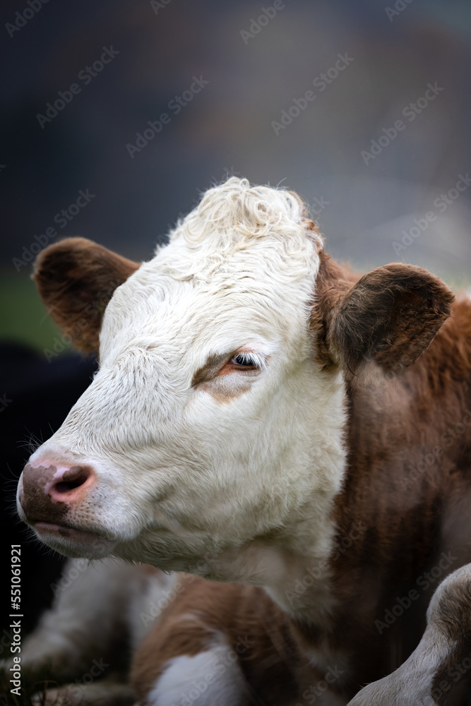 Closeup portrait of a brown and white cow laying on a green meadow in Germany Closeup portrait of a brown and white cow laying on a green meadow in Germany