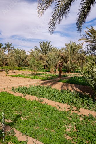 A typical African oasis in a Sahara desert, Morocco. Ecological, extensive agriculture.