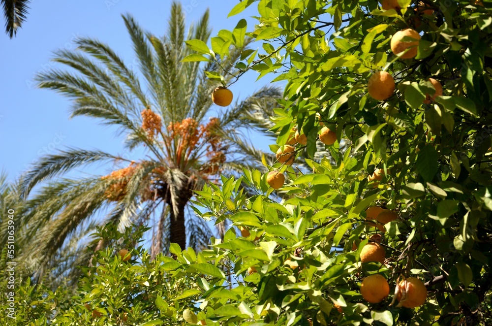 palm- and lemon tree in bahia palace, marrakech morocco