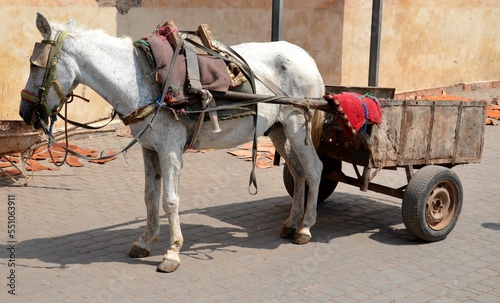 donkey in the streets of Marrakesh