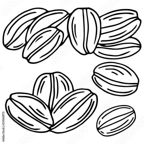 Coffee bean Isolated Hand drawn vector, sketch of coffee beans