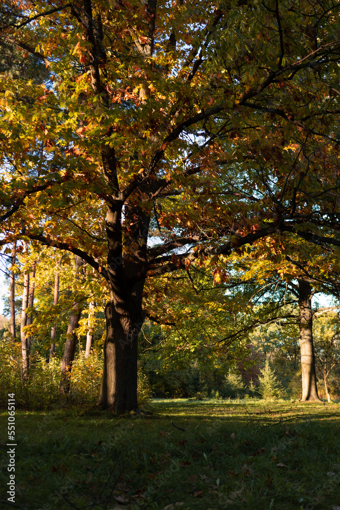 Golden autumn oak tree in nature
