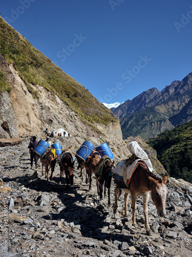 Mules in Nepal