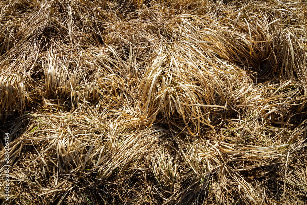 Closeup of old aged dry grass straw texture background Closeup of old aged dry grass straw texture background