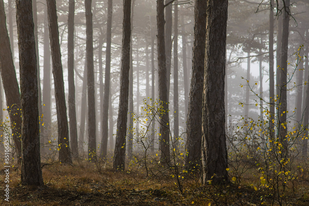 Fototapeta premium misty autumn forest in the morning 