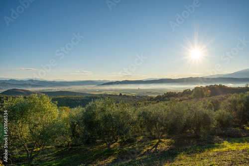 Maremma countryside panoramic view  olive trees  rolling hills and green fields. Sea on the horizon. Casale Marittimo  Pisa  Tuscany Italy Europe.