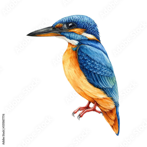 Canvastavla Kingfisher bird hand drawn watercolor illustration