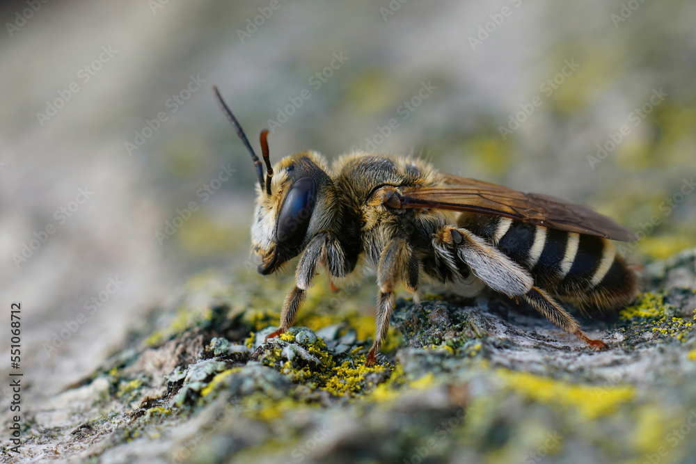 Closeup on a Mediterranean female of the Variable miner bee, Andrena variabilis Closeup on a Mediterranean female of the Variable miner bee, Andrena variabilis