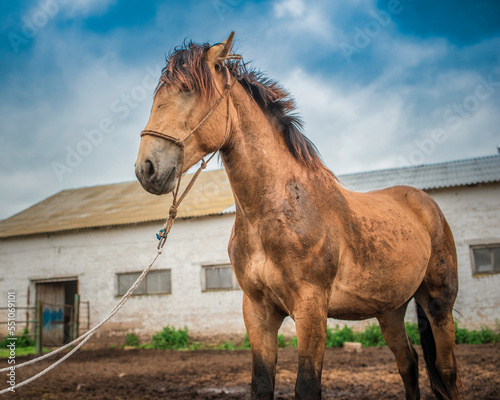 Frightened horse on a farm in a paddock on a rope. © shymar27