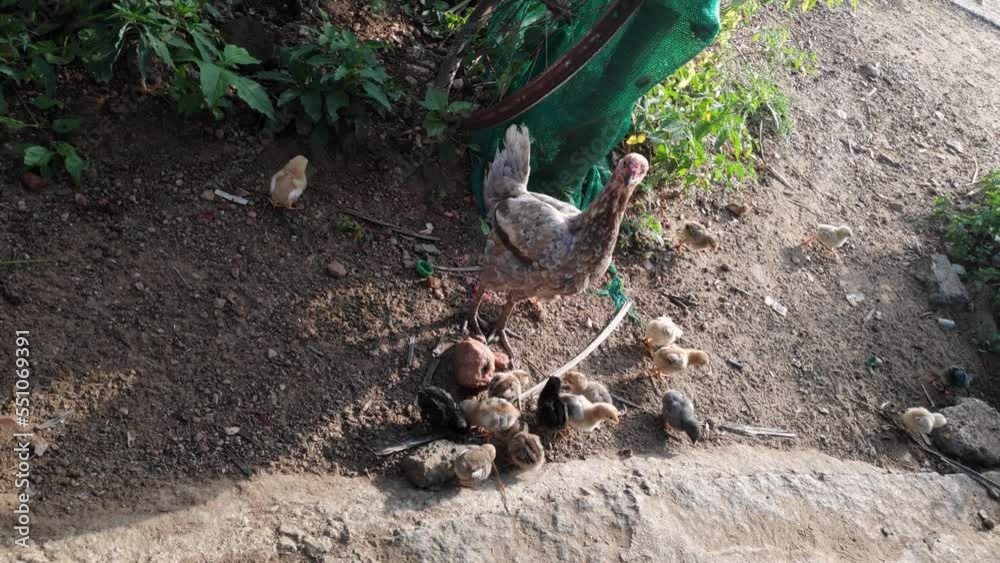 Mother hen and baby chicks playing and searching food Mother hen and baby chicks playing and searching food