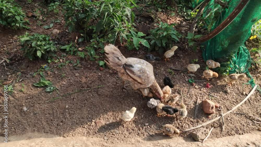 Mother hen and baby chicks playing and searching food