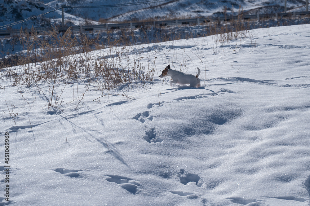 Jack Russell Terrier dog running through snowdrifts. 