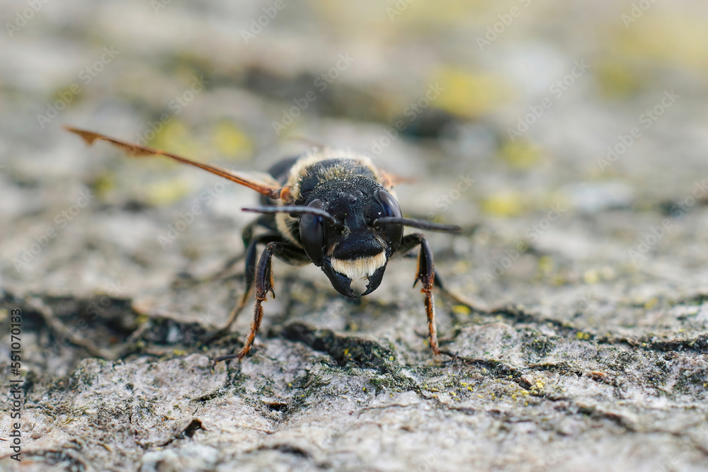Closeup on a male Giant Asian leafcutter bee, Megachile sculpturalis sitting on wood Closeup on a male Giant Asian leafcutter bee, Megachile sculpturalis sitting on wood