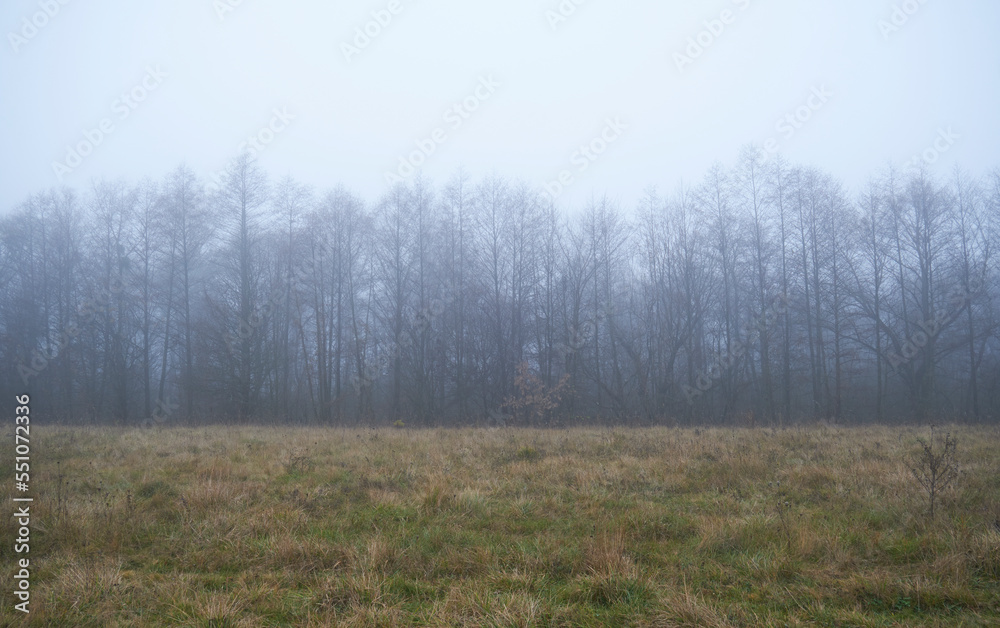 Early Morning Foggy Forrest Landscapes Early Morning Foggy Forrest Landscapes