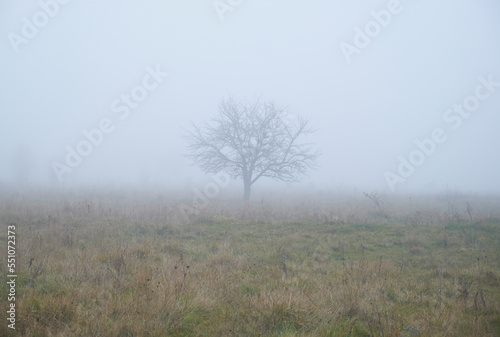 Tree on a Meadow in the Fog