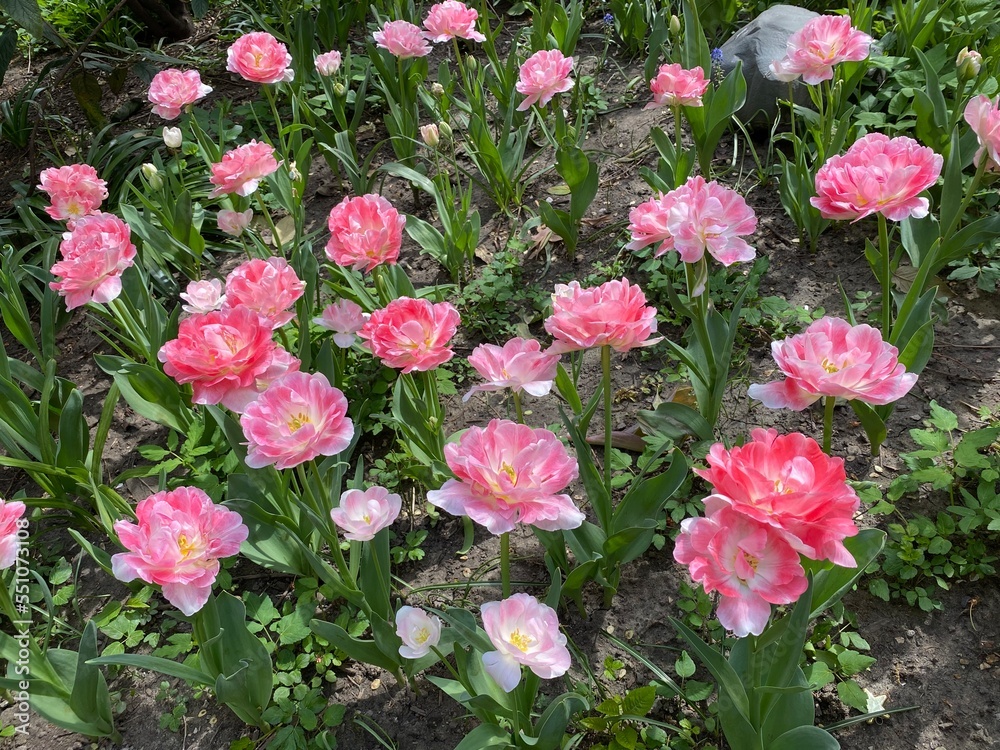 pink and white tulips