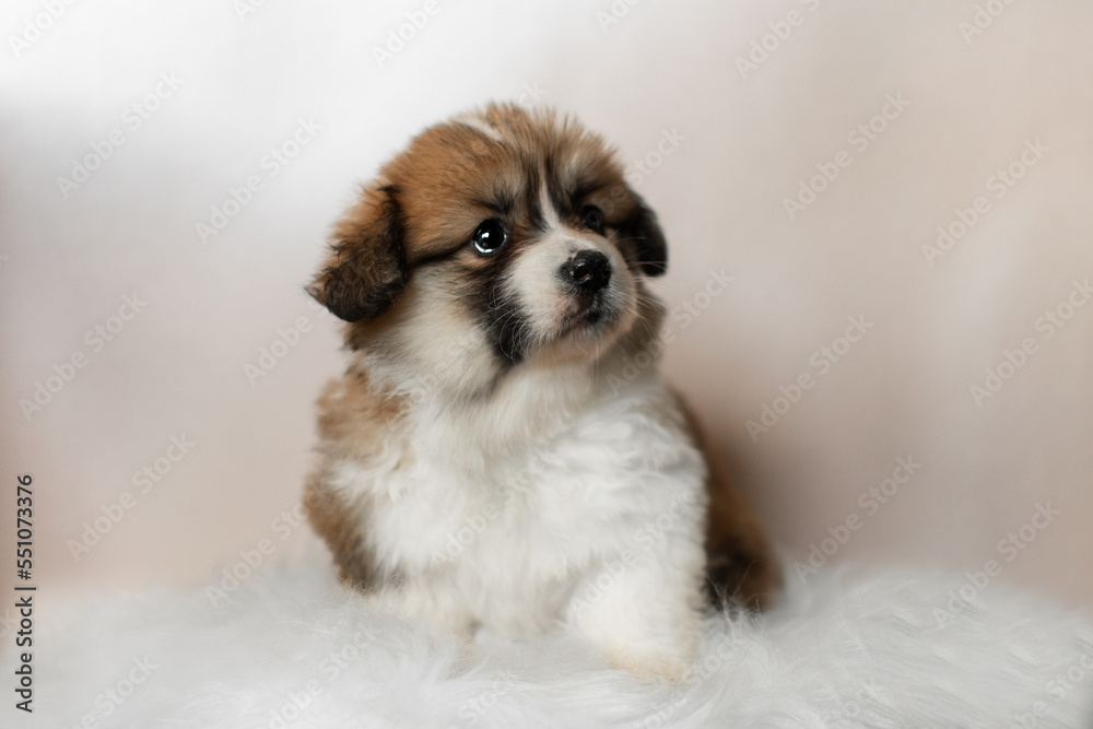 Cute corgi puppy on a white fluffy blanket