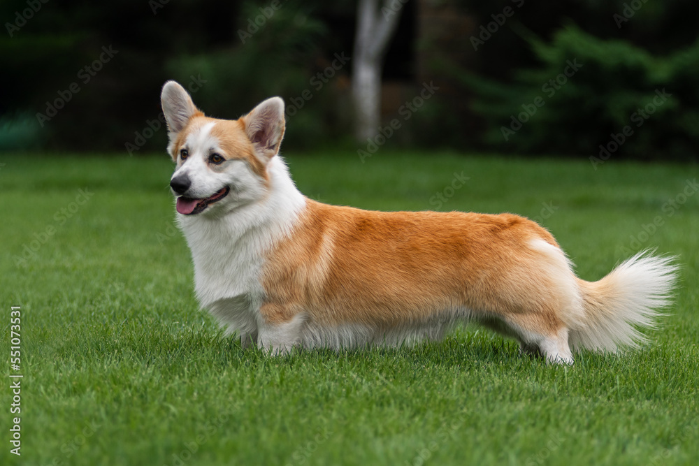 Corgi Pembroke in a stand on the green lawn