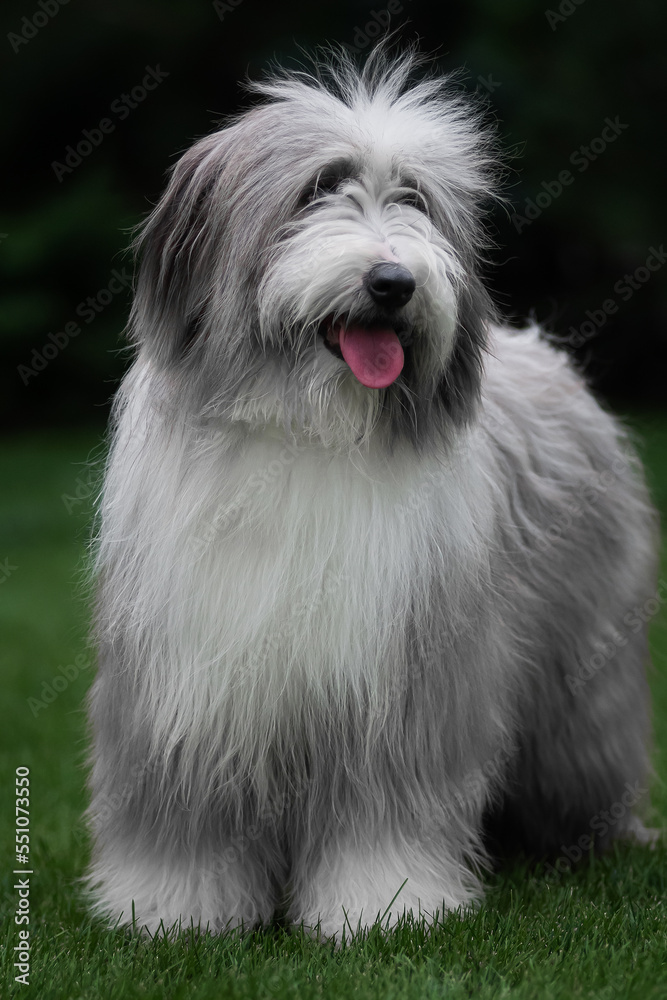 Portrait of the Bearded Collie Portrait of the Bearded Collie
