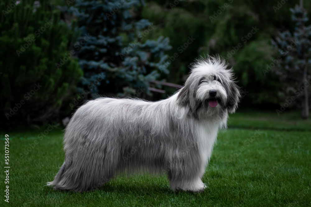 Bearded collie in a standing position
