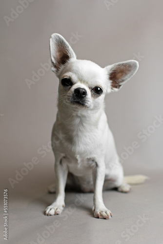 portrait of a white chihuahua on a gray background © love_dog_photo