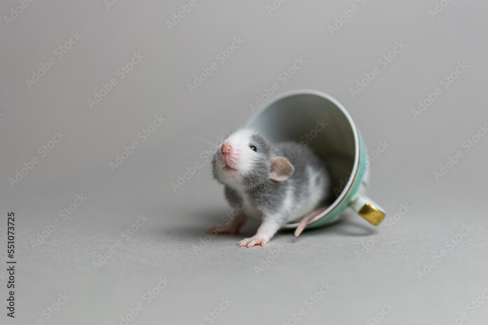 Cute rat on a gray background sitting in a cup