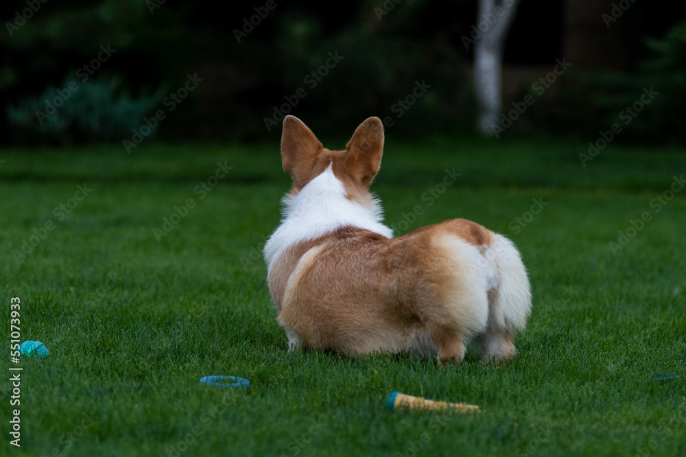 Corgi Pembroke stands with his back to the camera on the green grass