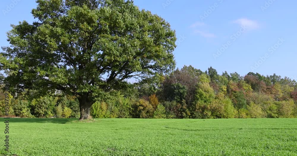 One oak in the field in the autumn season, a beautiful lonely green oak tree in the field during leaf fall One oak in the field in the autumn season, a beautiful lonely green oak tree in the field during leaf fall