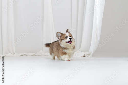 Cute fluffy corgi puppy running on a white background