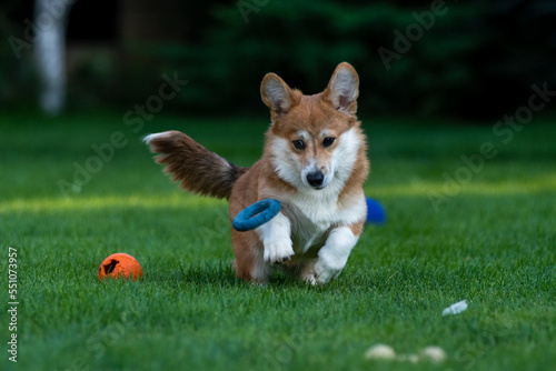 Funny corgi running after a ball on green grass