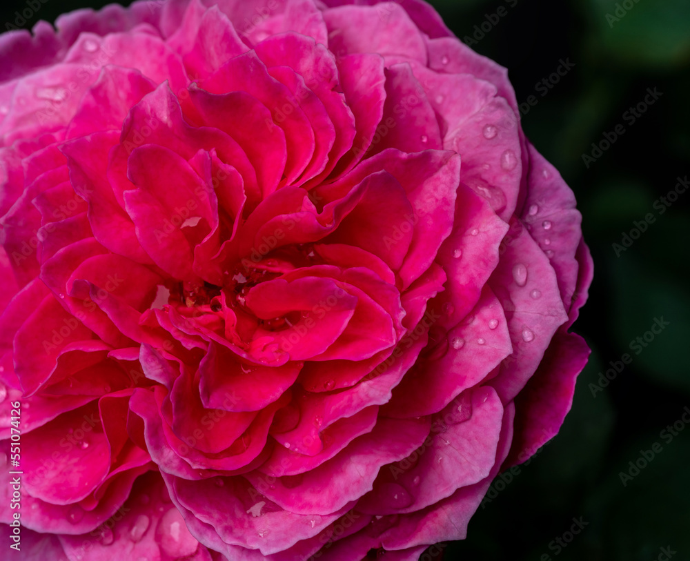 Delicate Yuzen rose petals as nature background