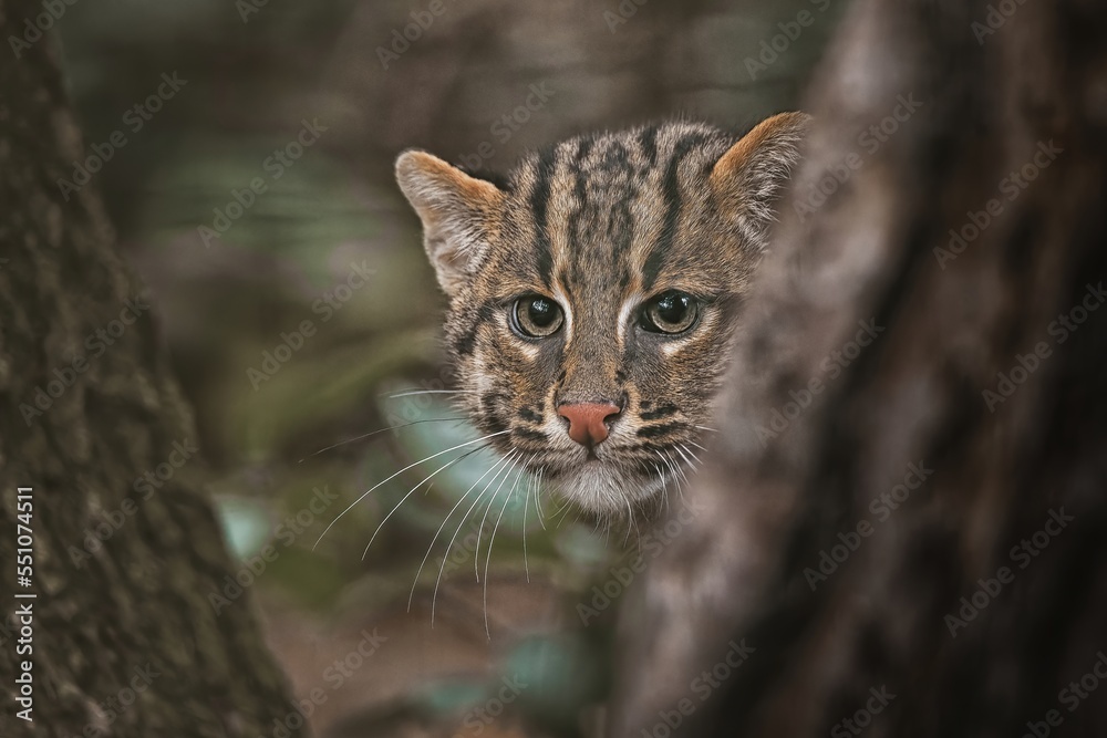 The fishing cat (Prionailurus viverrinus)