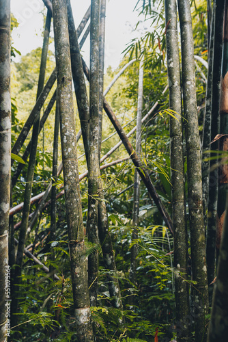 bamboo forest in Thailand
