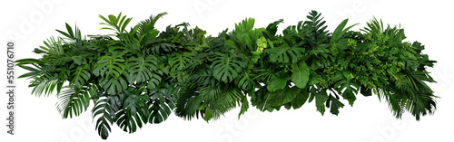 Plant leaves Green nature Tropical forest isolated on transparent background - png