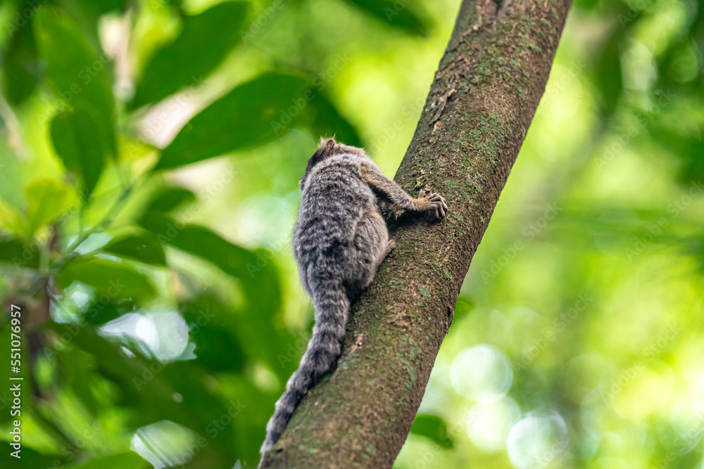 Marmoset monkey on a tree in the wild