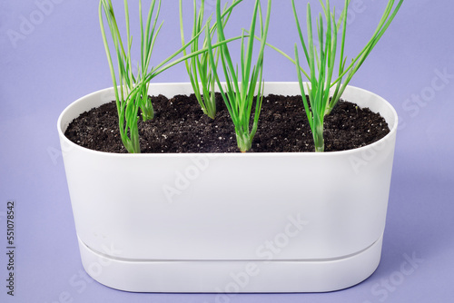 Home growing onions in a pot