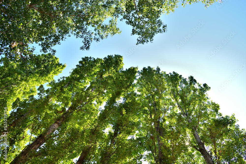 Fototapeta premium green leaves in the forest