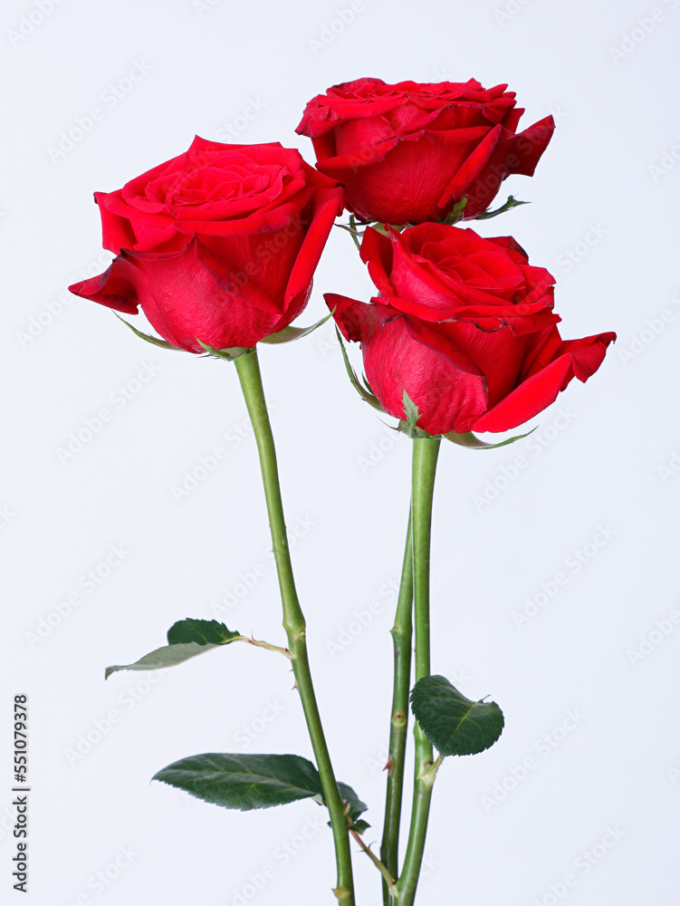 a rose on a white background a rose on a white background