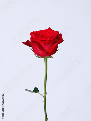 a  rose on a white background