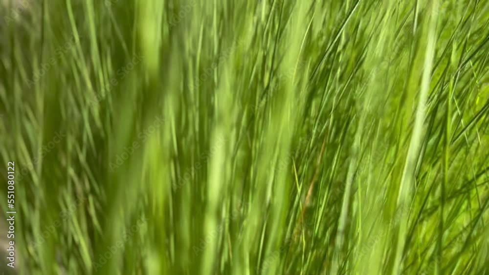 Lush green grass grows on wide meadow under bright summer sunlight at back sunset light against forest extreme close view Lush green grass grows on wide meadow under bright summer sunlight at back sunset light against forest extreme close view