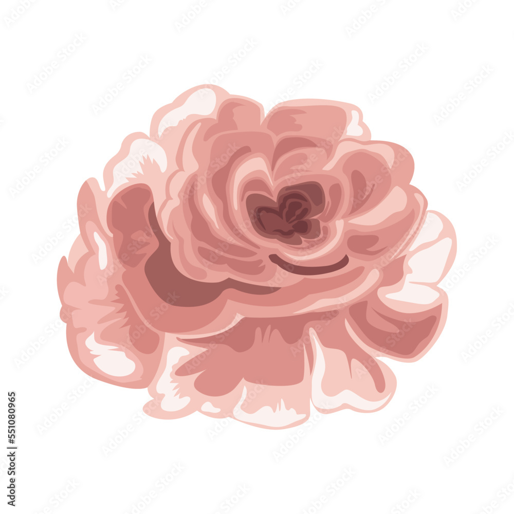 pink rose flower open pink rose flower open