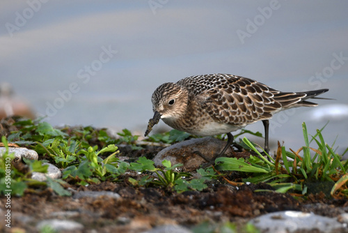 Cute little Baird's Sandpiper shorebird probes the beach for food along the shore of Lake Ontario