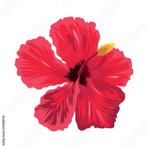 red exotic flower hibiscus